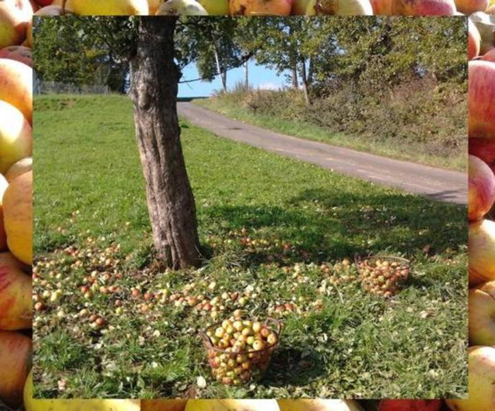 Ferienwohnungen Zeltnerhof Breitenbrunn  Esterno foto